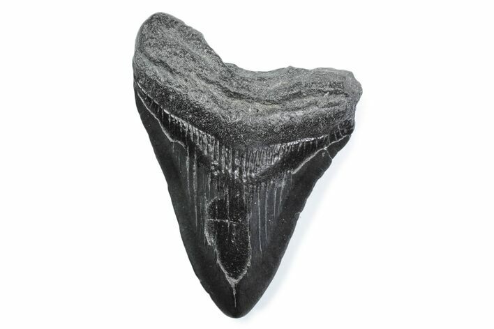 Fossil Megalodon Tooth - South Carolina #370488